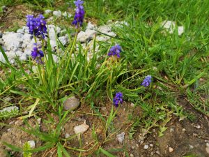 Flores Moradas Lasaosa