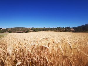 Campo de trigo dorado